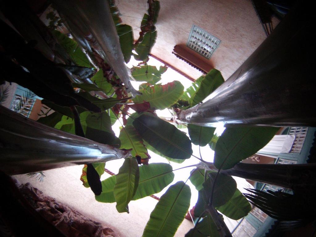 Riad Dar Mchicha Marrakesh Buitenkant foto